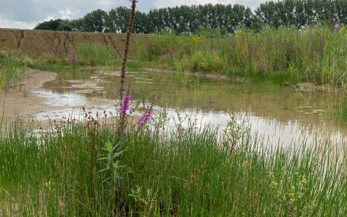 Rain pond on the site in Bemmel (WBS Netherlands)